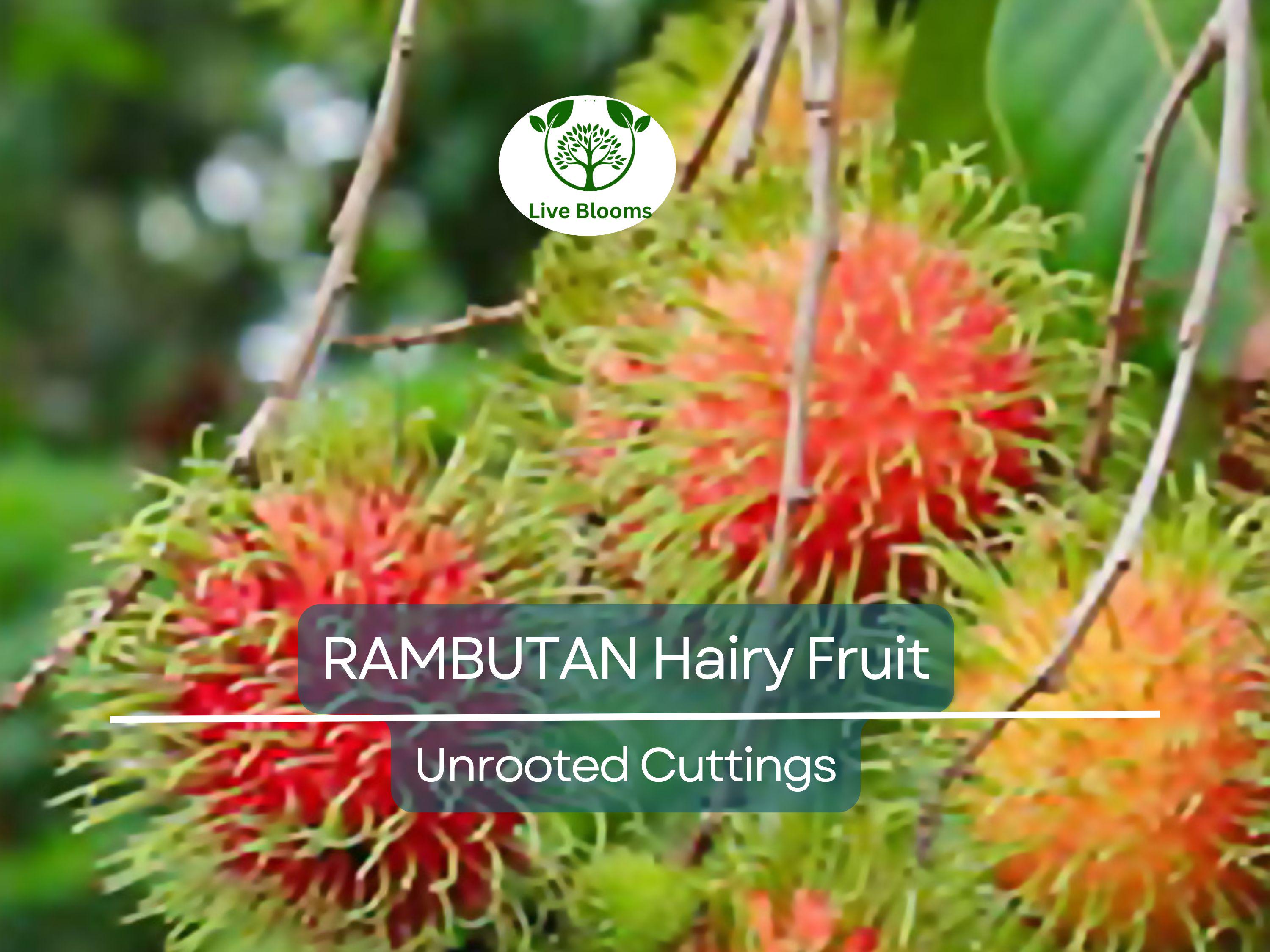 5 Unrooted Rambutan Cuttings (Nephelium lappaceum) | 5-6" Long for Grafting | Hairy Fruit Tree Cuttings for Propagation & Planting
