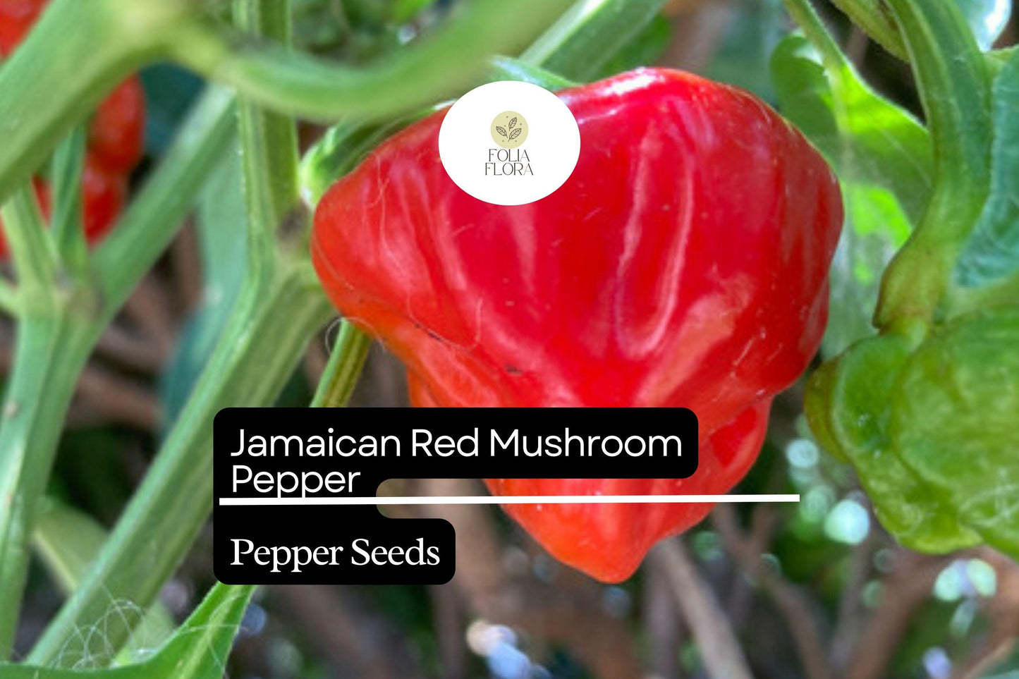 20 Jamaican Red Mushroom Pepper Seeds – Capsicum chinense – Heirloom, Spicy & Unique, High-Yield, Non-GMO