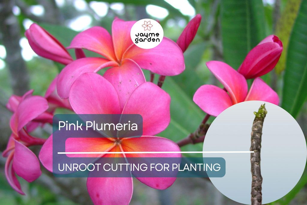 1 Pink Plumeria Unrooted Cutting - Fresh Starter Cutting, Single Head, 10 Inches - Tropical Plant with Fragrant Pink Flowers Plumeria Rubra