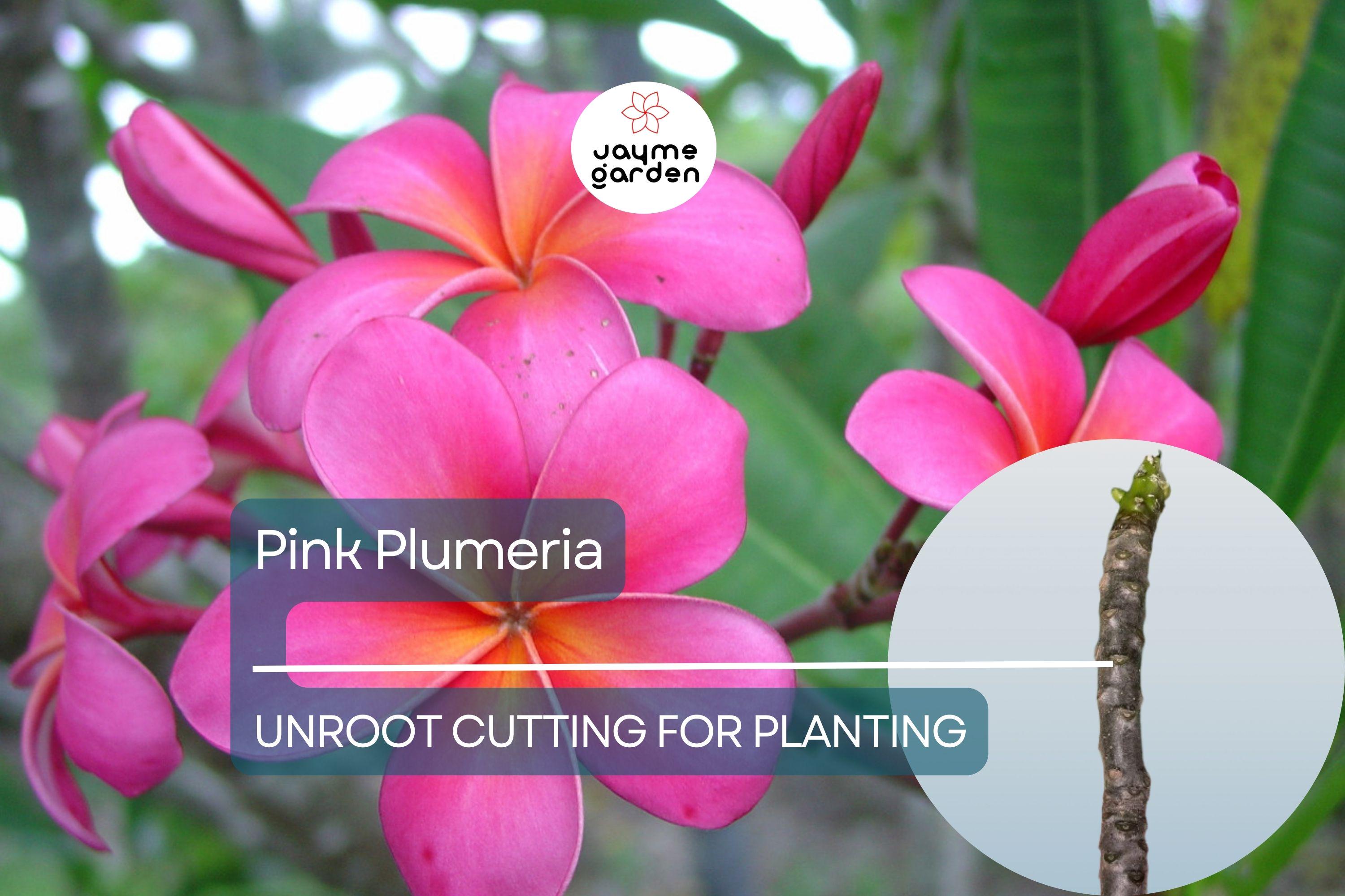 1 Pink Plumeria Unrooted Cutting - Fresh Starter Cutting, Single Head, 10 Inches - Tropical Plant with Fragrant Pink Flowers Plumeria Rubra