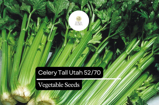 500 Seeds Celery Tall Utah 52/70 Apium graveolens | Crisp, Sweet Heirloom Variety for Gardens & Containers