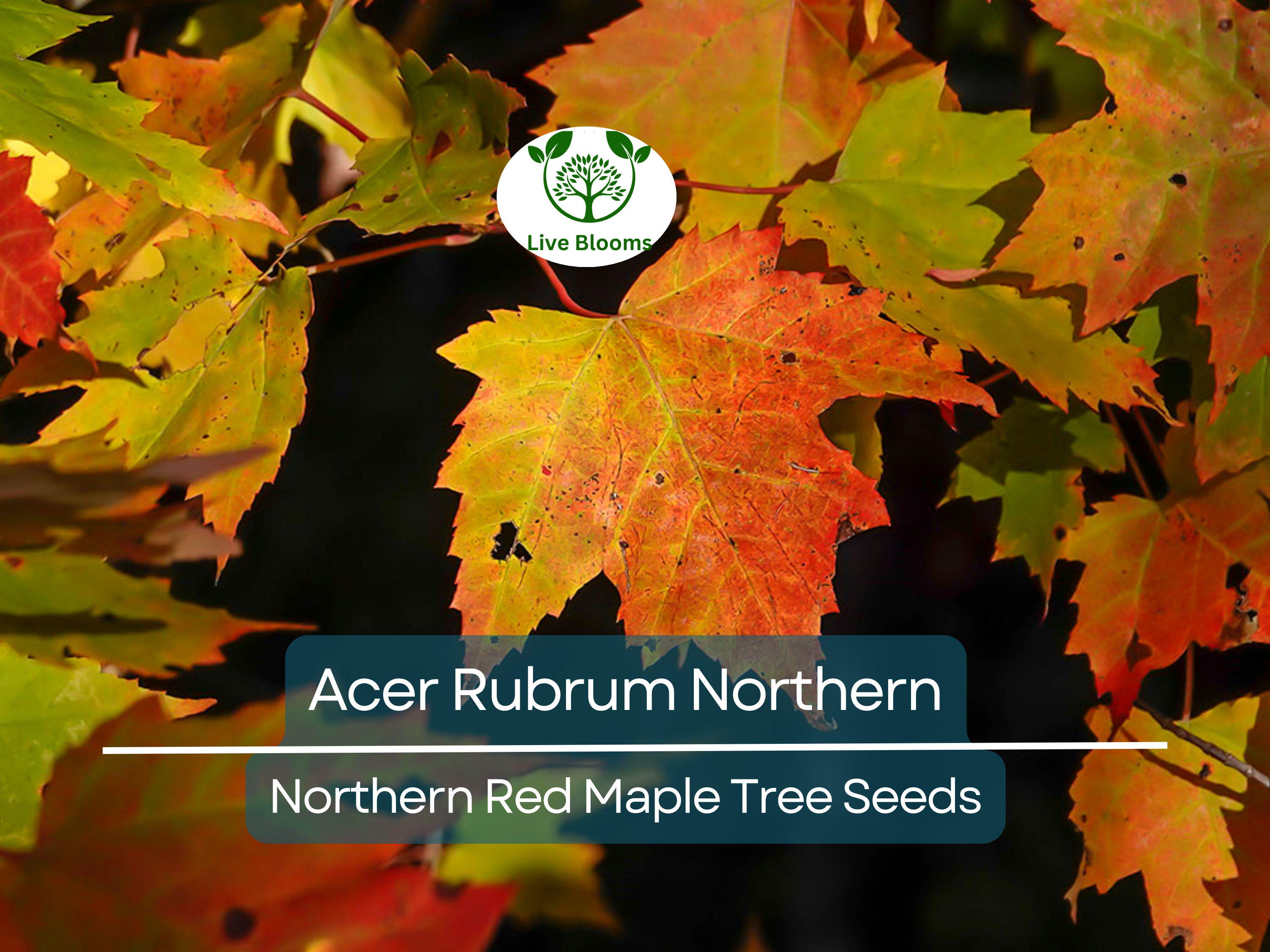 10 Seeds Acer Rubrum Northern (Northern Red Maple) for Planting - Fast-Growing, Hardy Tree for Landscaping, Shade & Garden - Red Maple Seeds