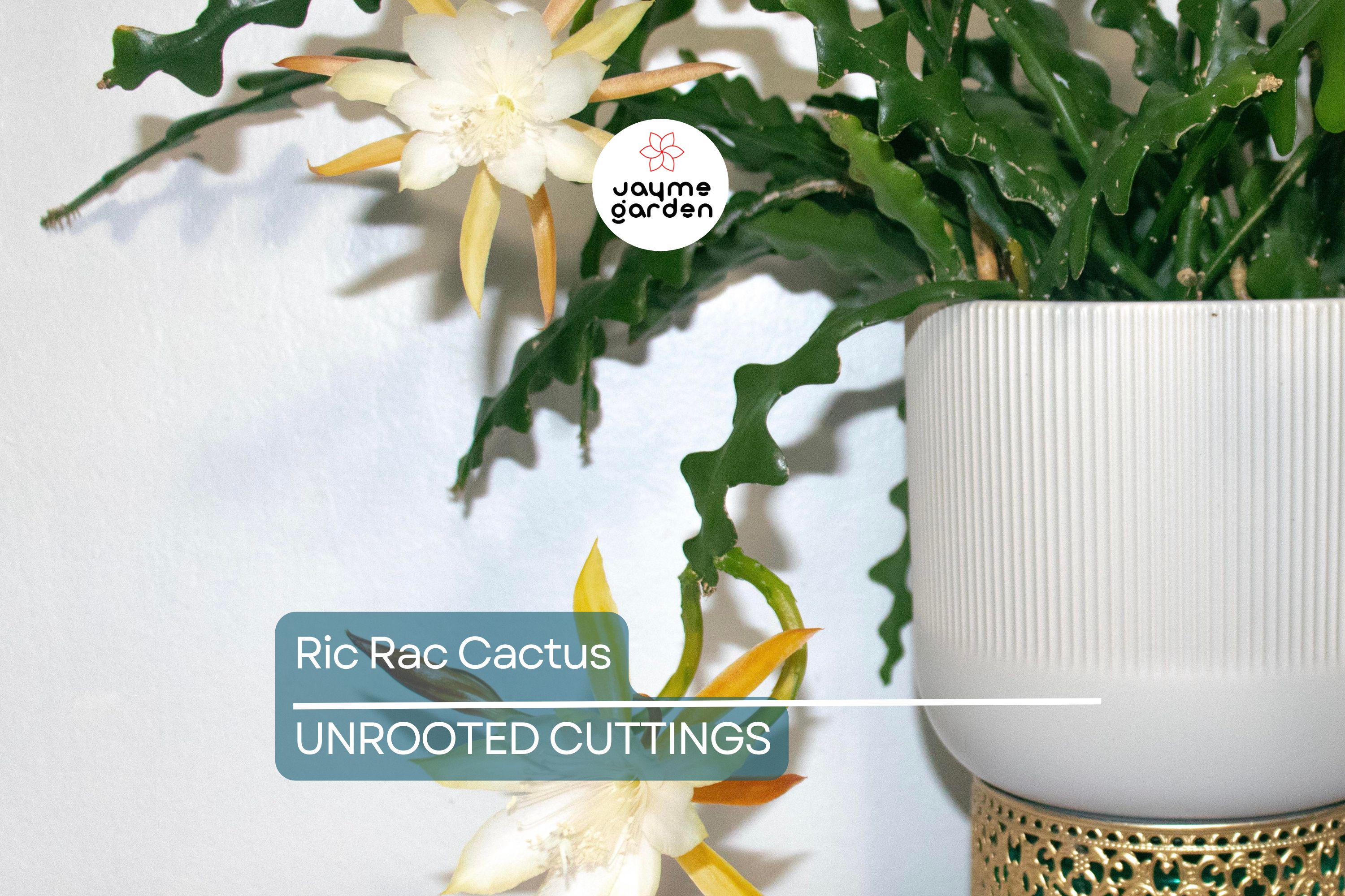 2 Ric Rac Cactus Cuttings – 5-6” Each, Fishbone Cactus (Epiphyllum anguliger) Easy to Root, Unique Zig Zag Indoor/Outdoor Plant