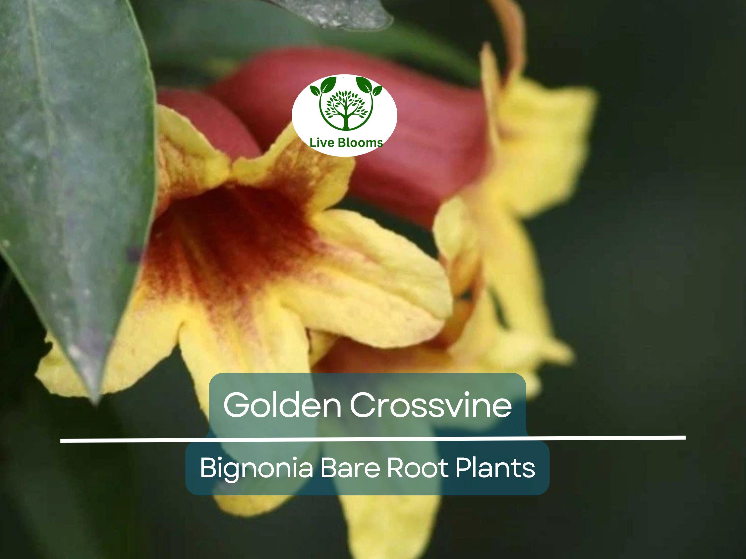 1 Golden Crossvine Live Plant – Bignonia capreolata Bare Root 1/2 to 1', Hardy, Native Vine with Trumpet Blooms, Fast-Growing Climber