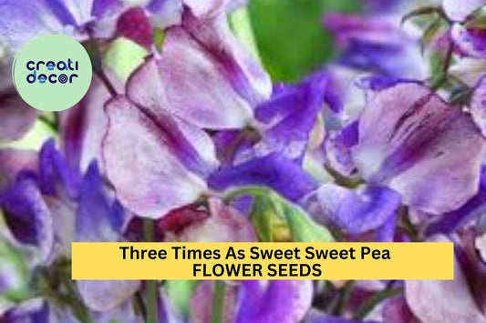 50+ Three Times As Sweet Sweet Pea Seeds – Tri-Colored Fragrant Blooms for Garden Planting, Climbing Vines for Trellises – USA