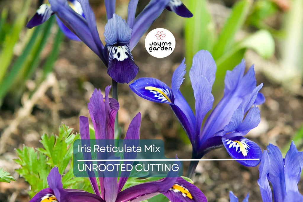 Iris Reticulata Mix Bulbs - Purple & Blue Dwarf Iris, 4-6" Tall, Early Spring Blooms, Hardy Zones 4-9, Perfect for Borders and Naturalizing