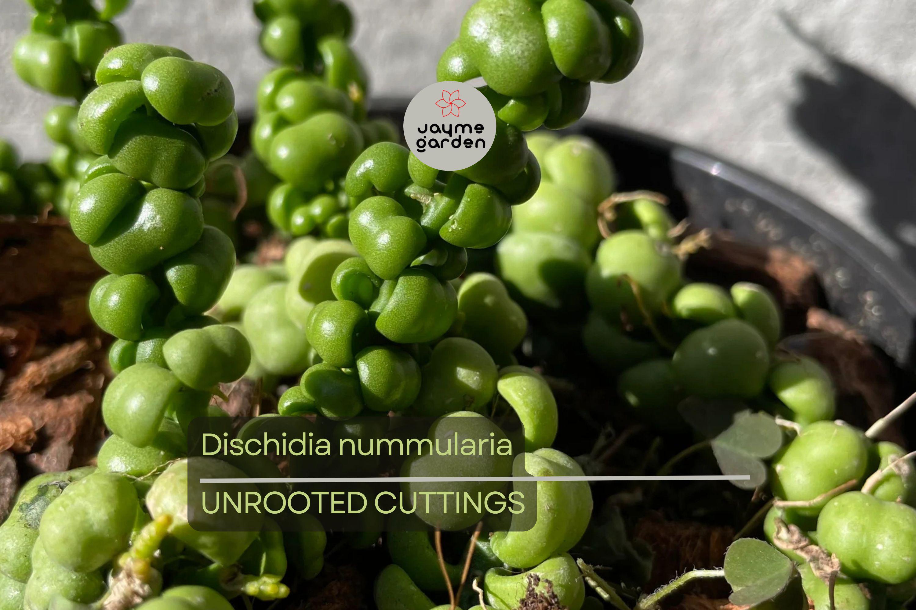Dischidia Nummularia Cutting | Attractive Hanging Basket Plant | Easy to Grow, 1 Fresh Cutting |