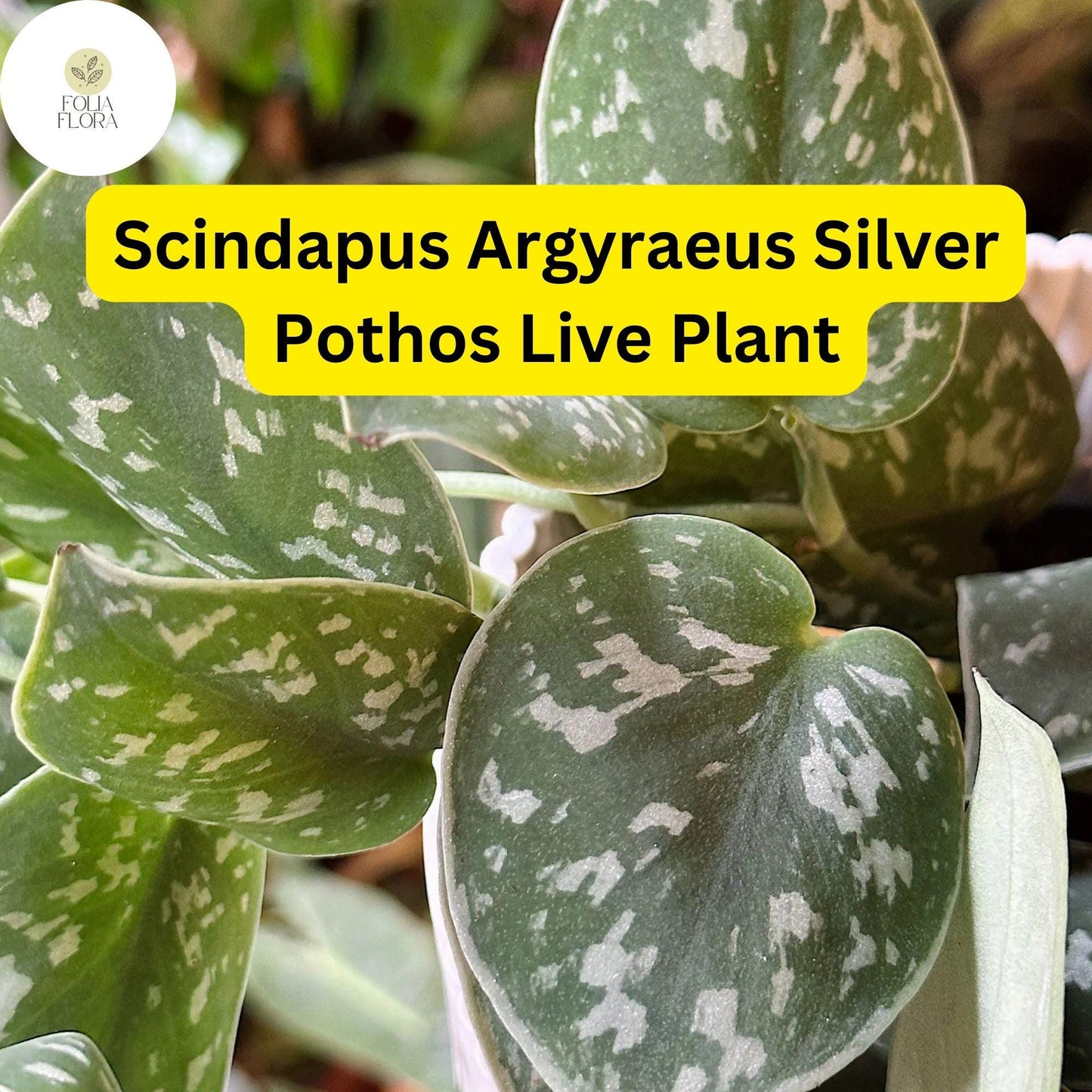 1 Scindapsus Argyraeus - Silver Pothos Live Plant in 4" Pot - Low-Light Indoor Houseplant, Trailing Vine