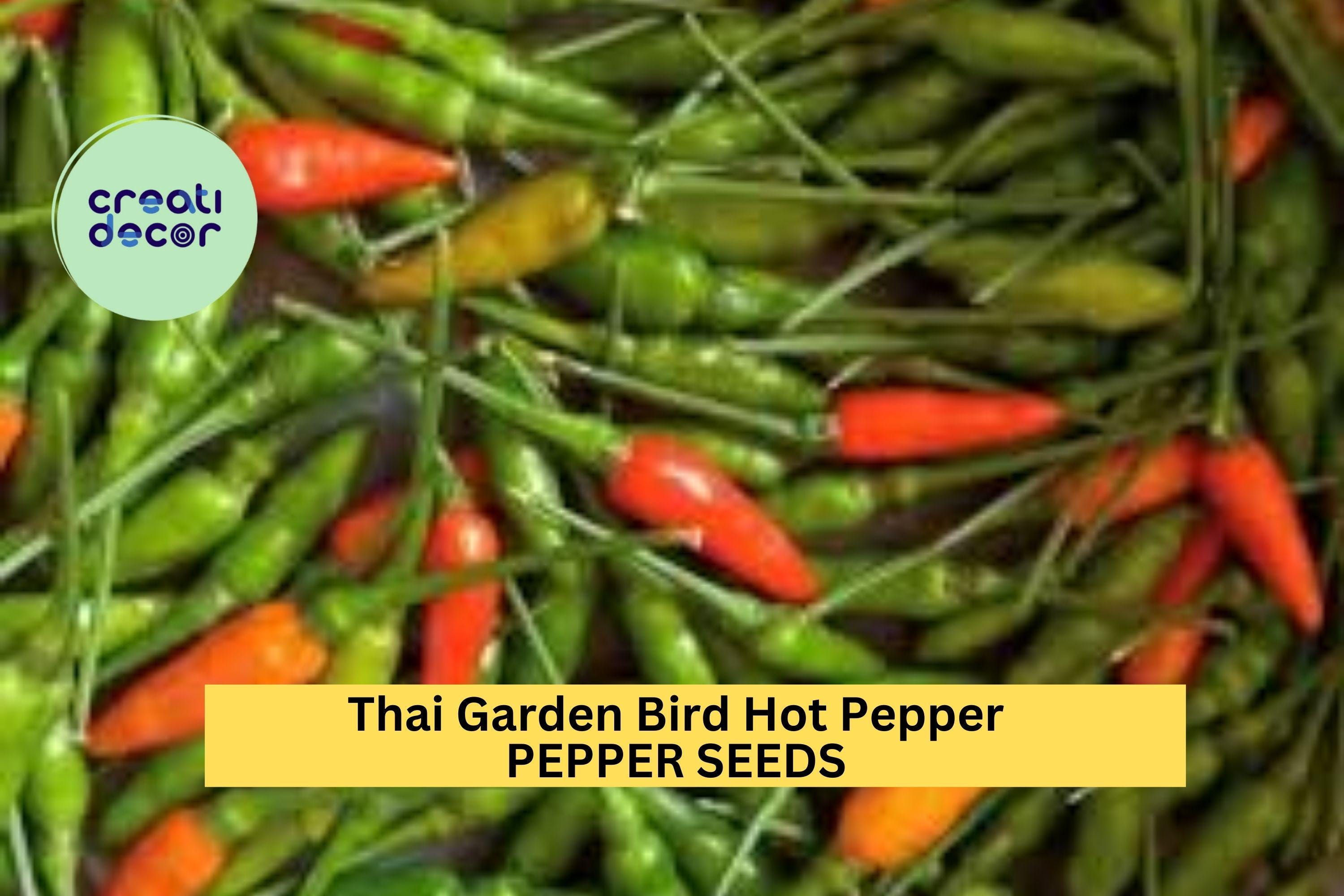 3pcs of 250mg Thai Bird Chili Seeds – Spicy Thai Prik Phao Peppers for Gardens, Hot Sauces, & Container Growing Seeds for Planting