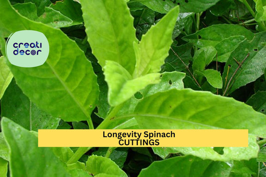 6 Longevity Spinach Cuttings | Gynura procumbens Starter Plants | Easy to Root | Fast Growing Edible Green | Zone 9+ | Free Shipping