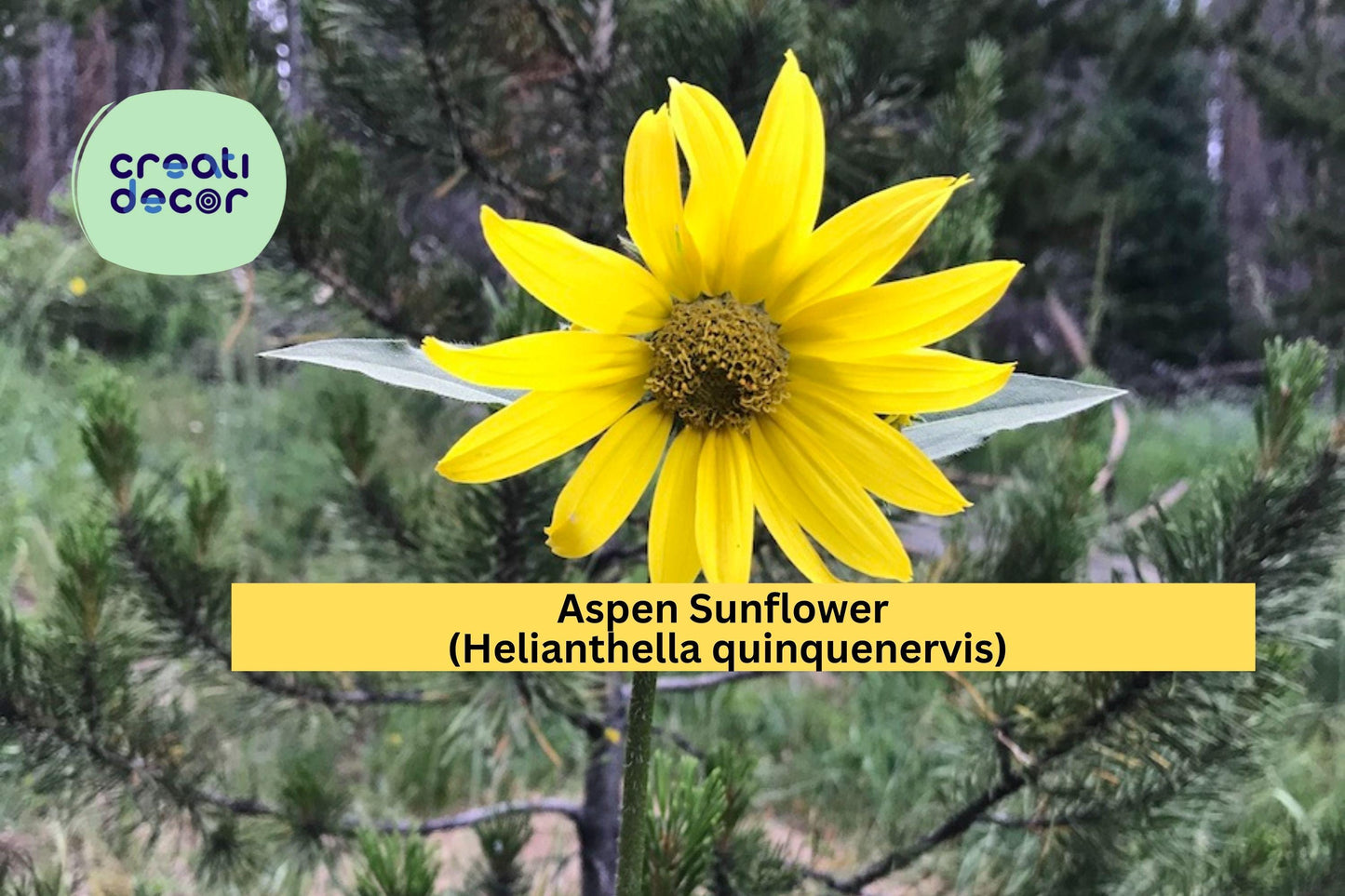 Aspen Sunflower Seeds (Helianthella quinquenervis) – 25 Native Wildflower Seeds | Mountain Perennial | Yellow Blooms | Pollinator Friendly