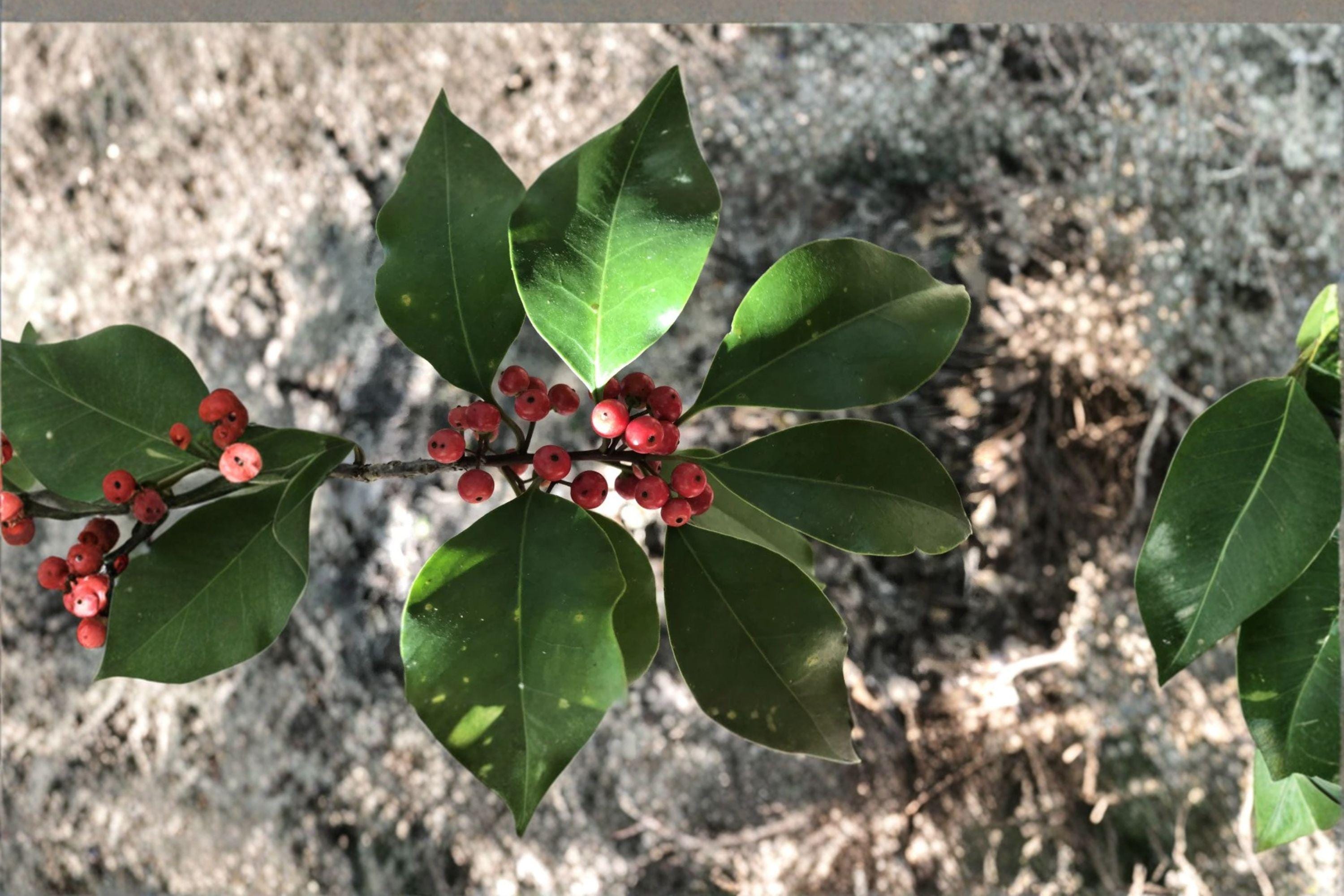 Ilex rotunda – Kurogane Holly Seeds | 25 Seeds | Evergreen Ornamental Tree | Glossy Foliage Landscape Plant