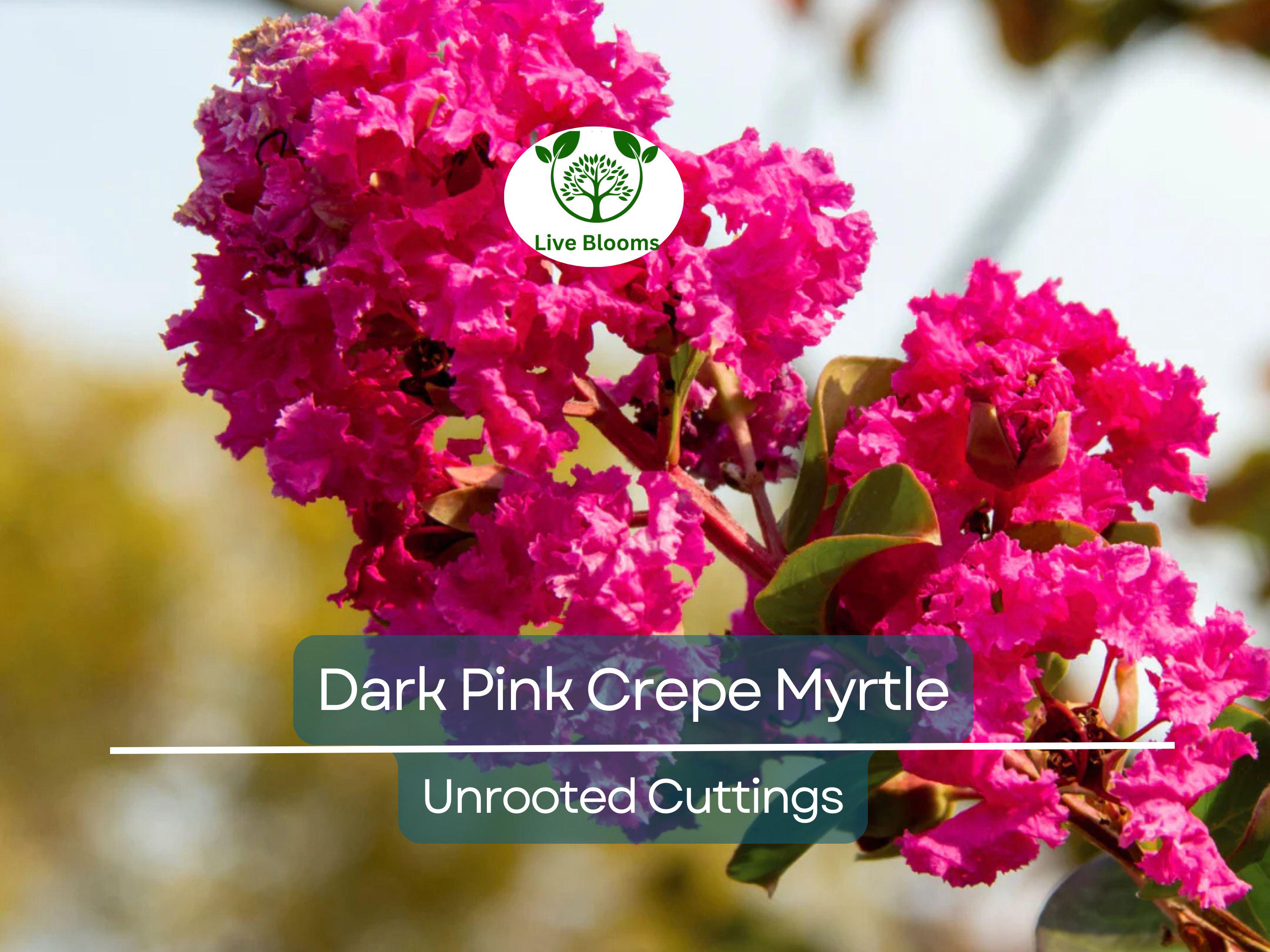 7 Lagerstroemia Indica Dark Pink Crepe Myrtle Live Flower Plant Tree Unrooted Cuttings (6") - Stunning Flowering Tree