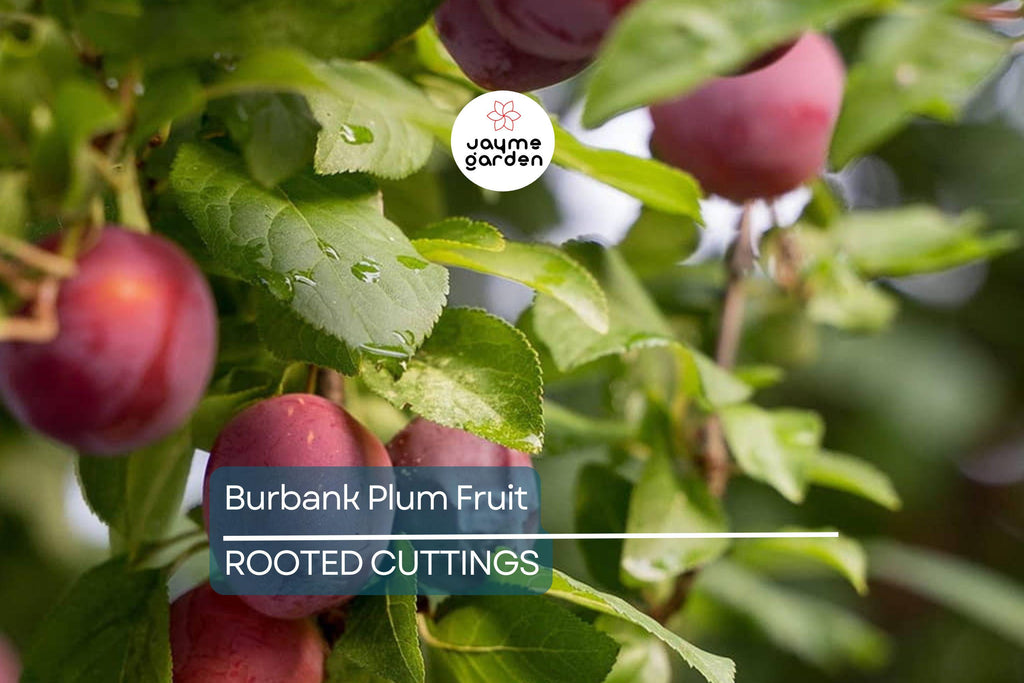 6 Burbank Plum Fruit Tree Scion Cuttings 6-10 Inches | Rooting, Grafting, High-Quality Plum