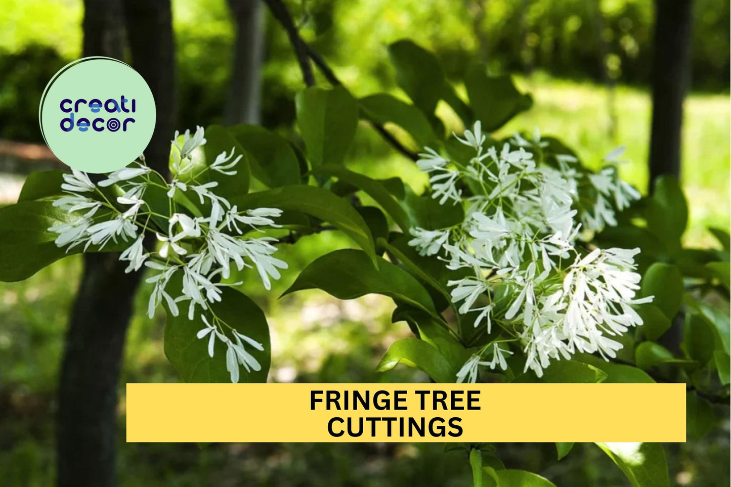5 Cuttings Fringe Tree | Rare Chionanthus Virginicus Starter Wood | White Flowering Tree for Landscapes | Native US Plant