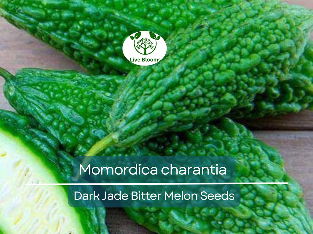 5 Seeds Gourd Bitter Melon Dark Jade, Hybrid (Momordica charantia) – Non-GMO, Healthy, Bitter Melon for Planting, Gardening & Fresh Harvests