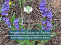 100 mg Seeds Penstemon Glaber var. Alpinus (Smooth Beardtongue) for Planting | Hardy Alpine Perennial Wildflower for Gardens