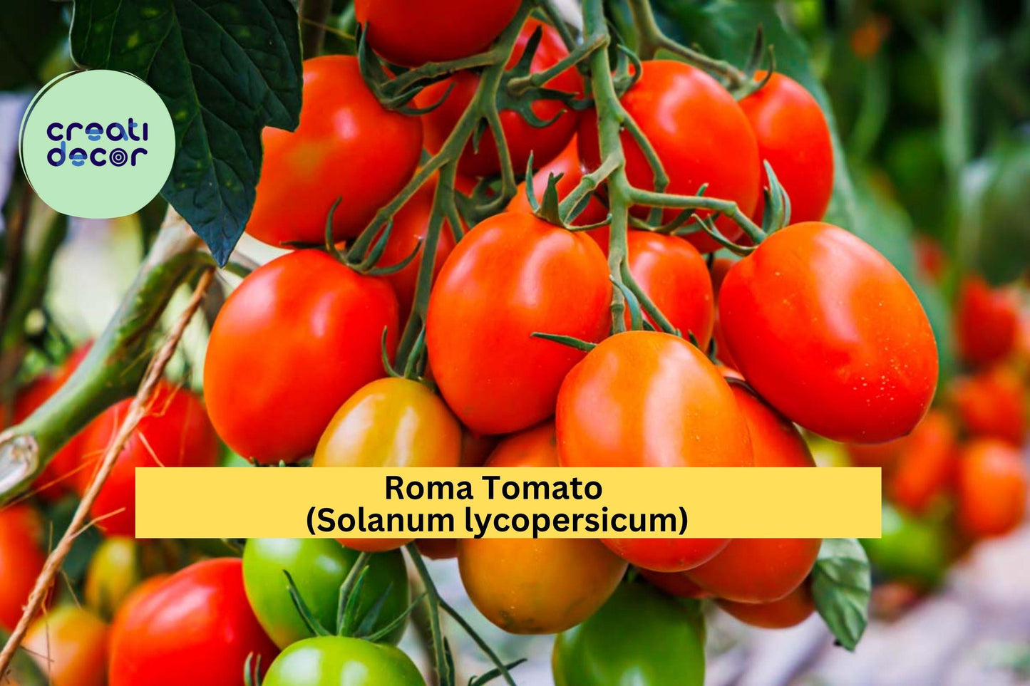 Roma Tomato Live Plants – Set of 3 – 6–10” Tall Garden Vegetables – Solanum lycopersicum Roma Variety
