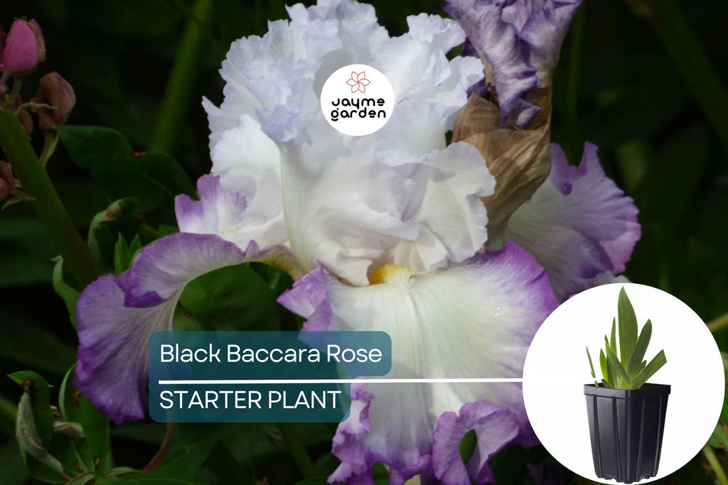 Center Ice Iris Plant – Quart Pot | Large Purple & White Flowers | Hardy Perennial | Zones 3-10