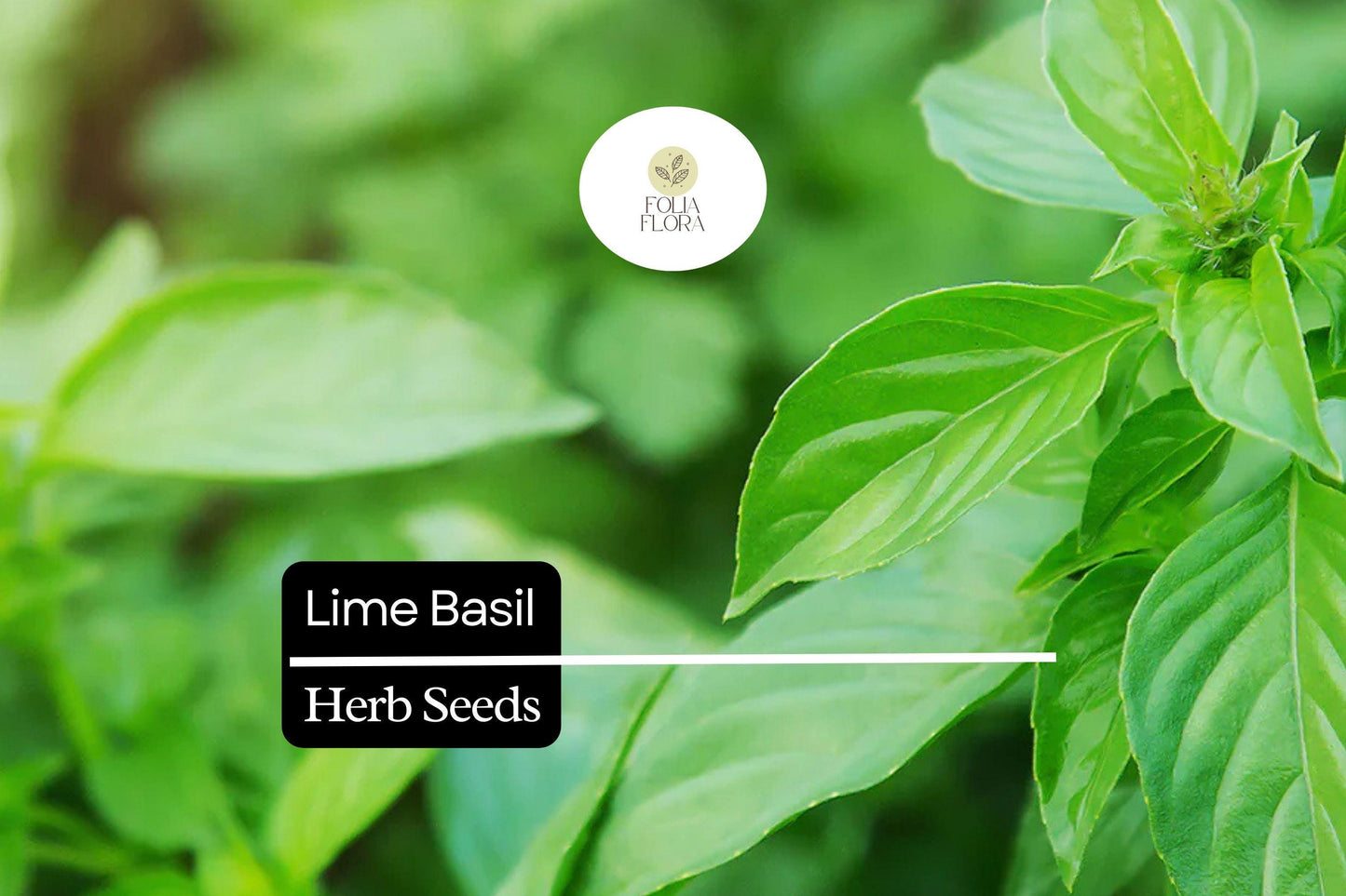500 Seeds Lime Basil (Ocimum basilicum) – Citrus-Scented Herb for Culinary & Garden Use