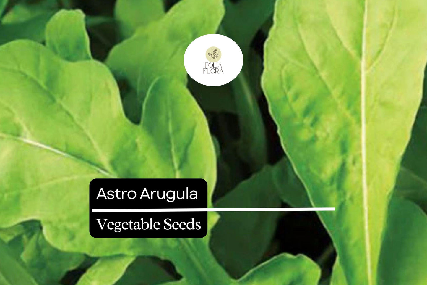 300 Seeds Astro Arugula, Fast-Growing Salad Green, Mild Flavor, Organic