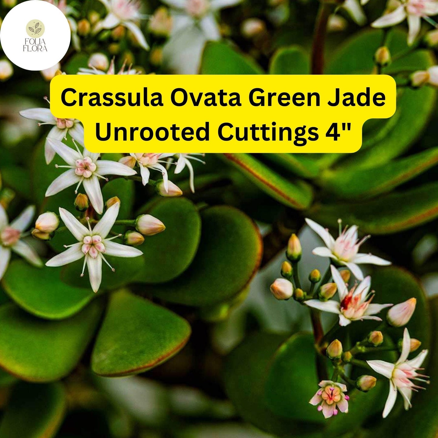 Crassula Ovata ‘Green Jade’ | 3 Unrooted 4” Cuttings | Money Tree, Easy-Care Succulent, Bonsai, Drought-Tolerant Houseplant
