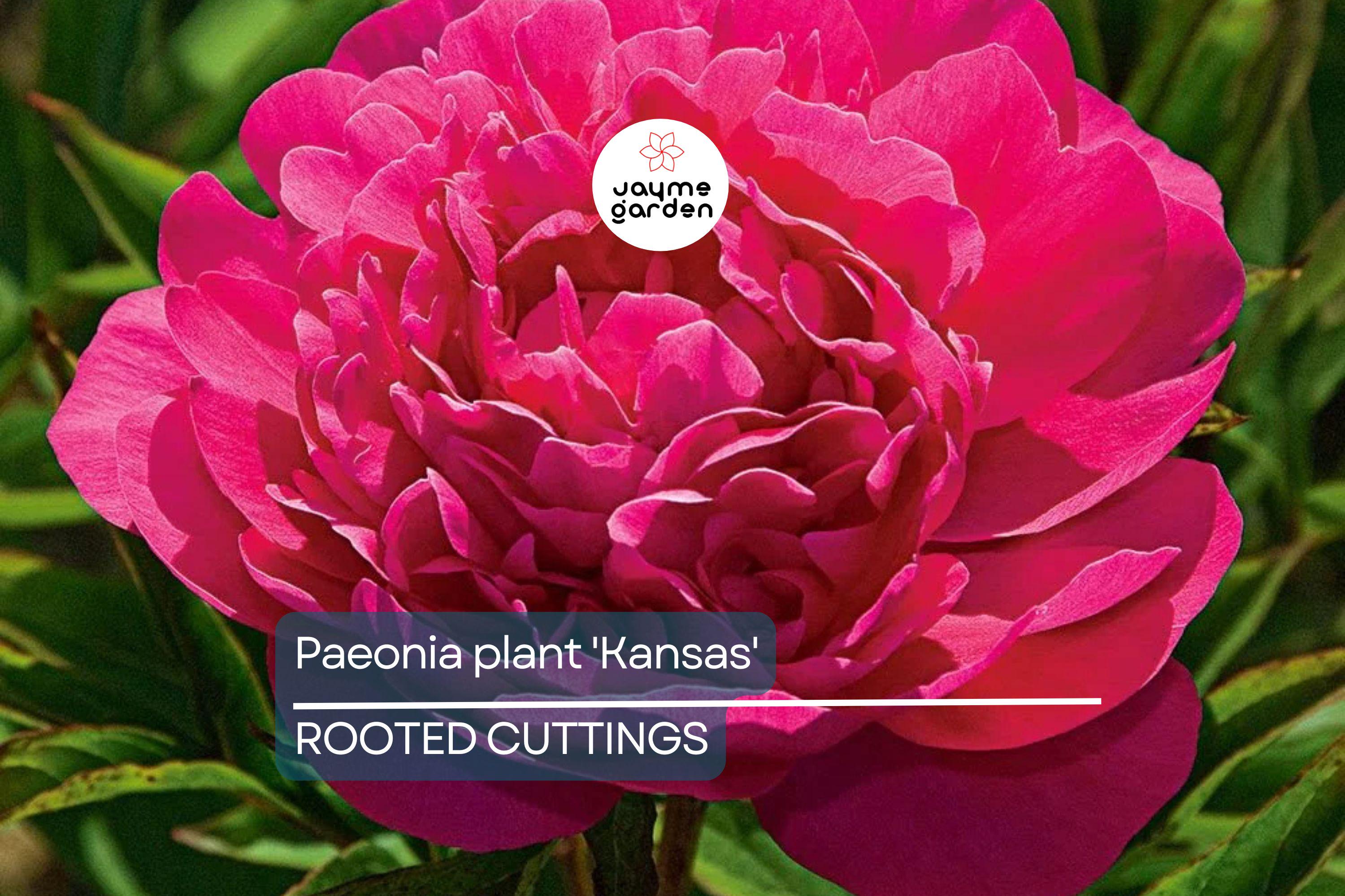 Peony 'Kansas' Bare Roots (3-5 Eyes) - Bright Red Double Blooms, APS Gold Medal Winner, 36" Stems, Easy to Grow