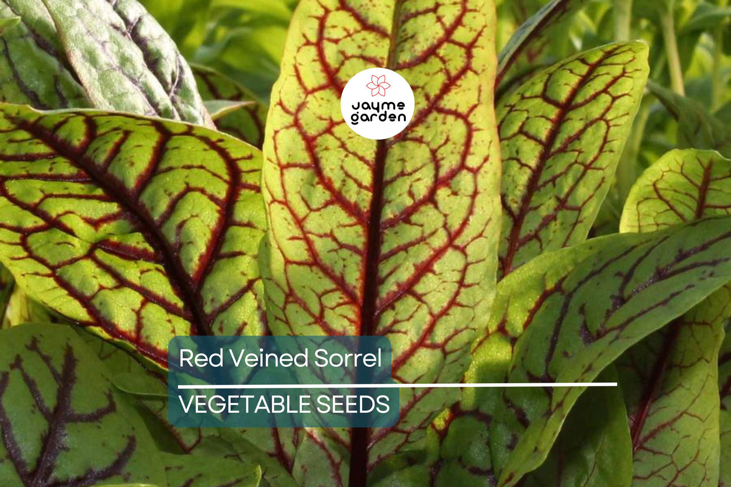 500 Red Veined Sorrel Seeds - Rumex sanguineus, Tangy Heirloom Green for Salads & Garnis