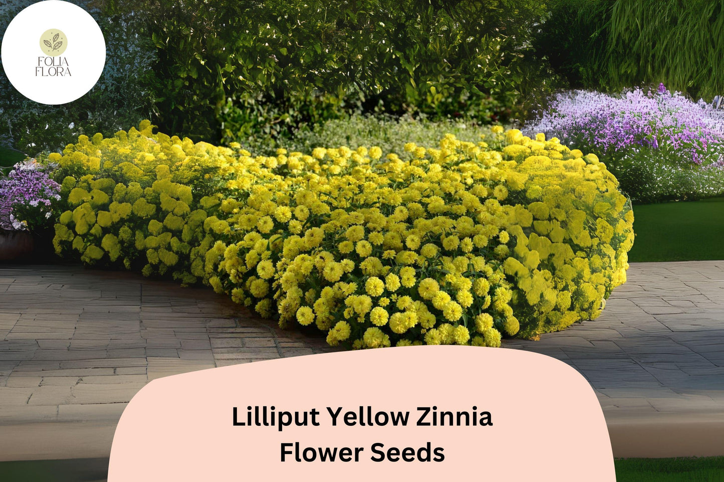 100+ Lilliput Yellow Zinnia Seeds – Charming Small Double Blooms for Borders & Garden Beds