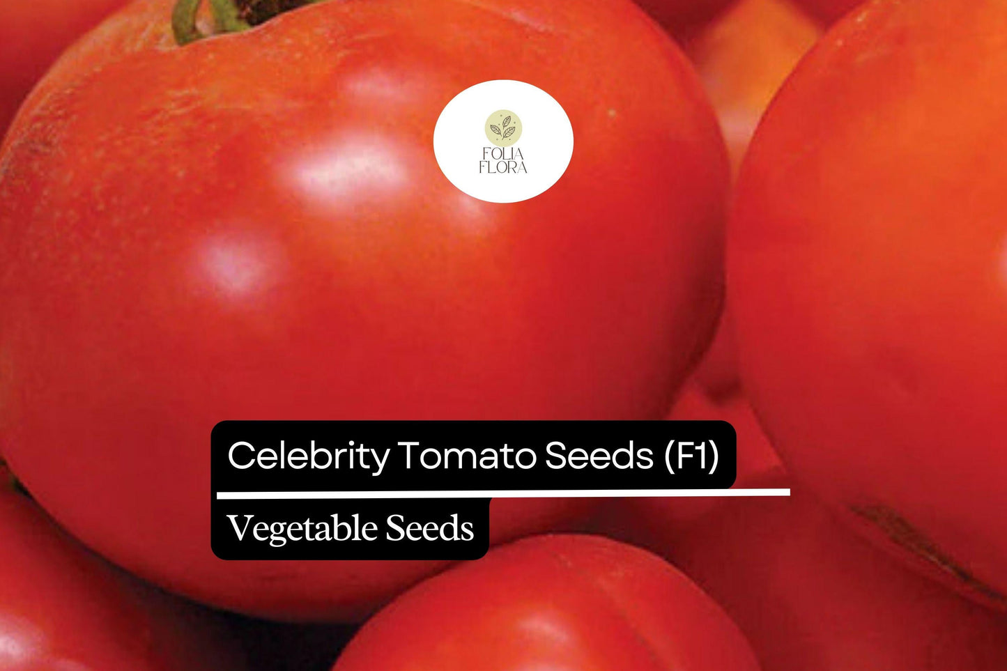 10 Seeds Celebrity Tomato (F1), Solanum Lycopersicum, High-Yield Hybrid Tomato
