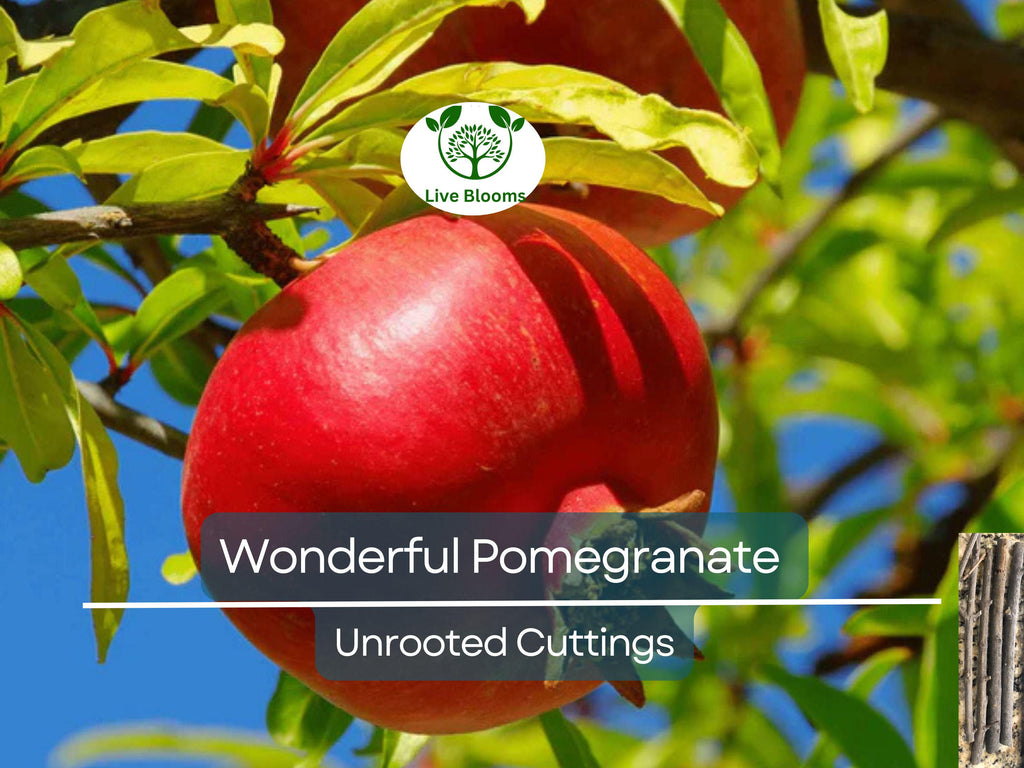4 Wonderful Pomegranate Unrooted Cuttings 6-8" from Mature Plant, Punica Granatum, Fruit Tree Cuttings, Perfect for Rooting & Propagation