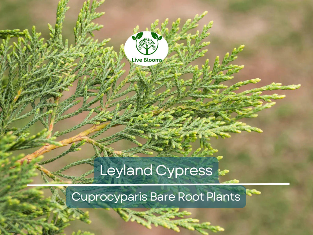 5 Leyland Cypress Trees – Bare Root Evergreen Starter Plants – Fast-Growing Landscape Privacy Screen or Windbreak