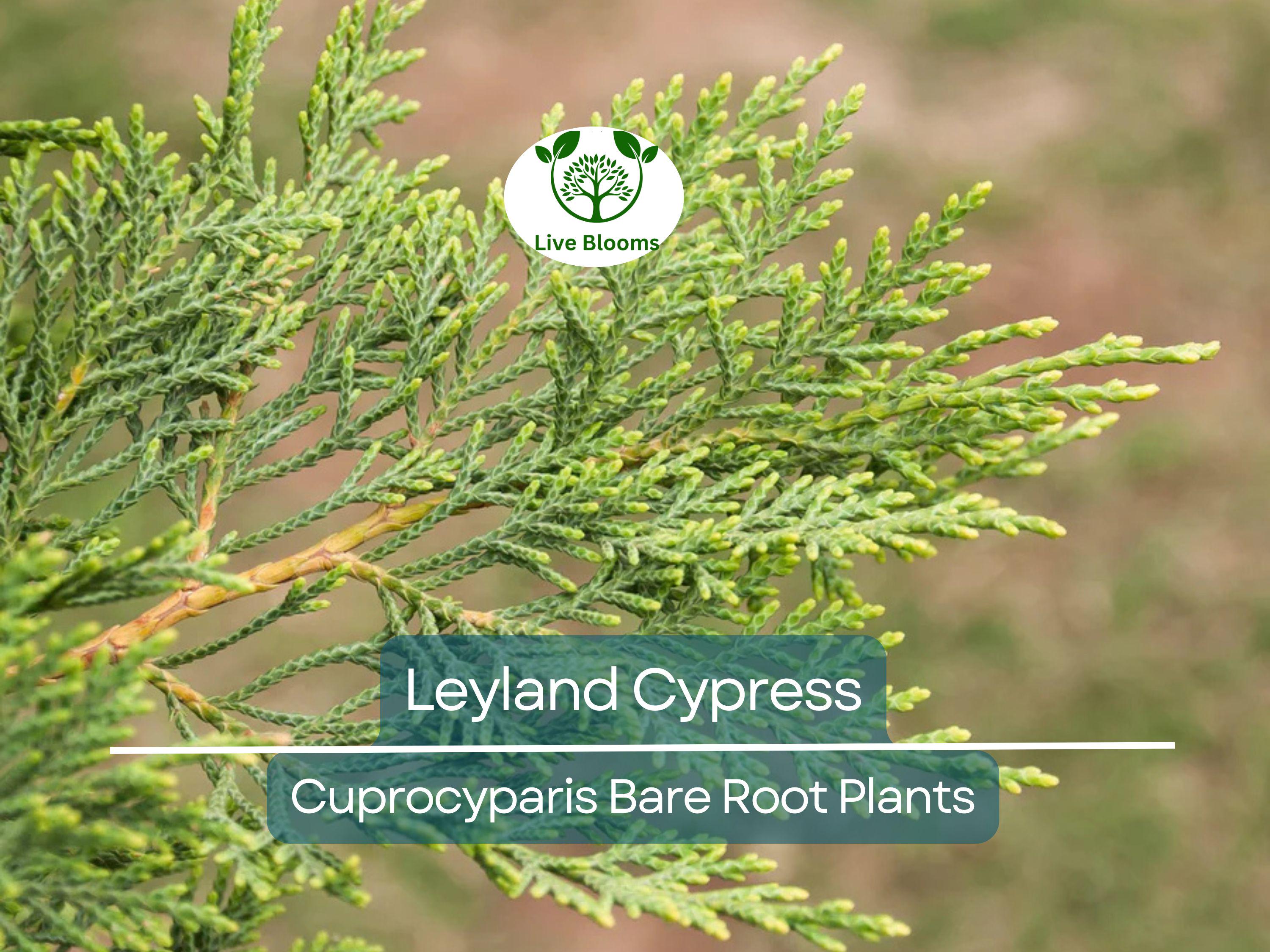 5 Leyland Cypress Trees – Bare Root Evergreen Starter Plants – Fast-Growing Landscape Privacy Screen or Windbreak