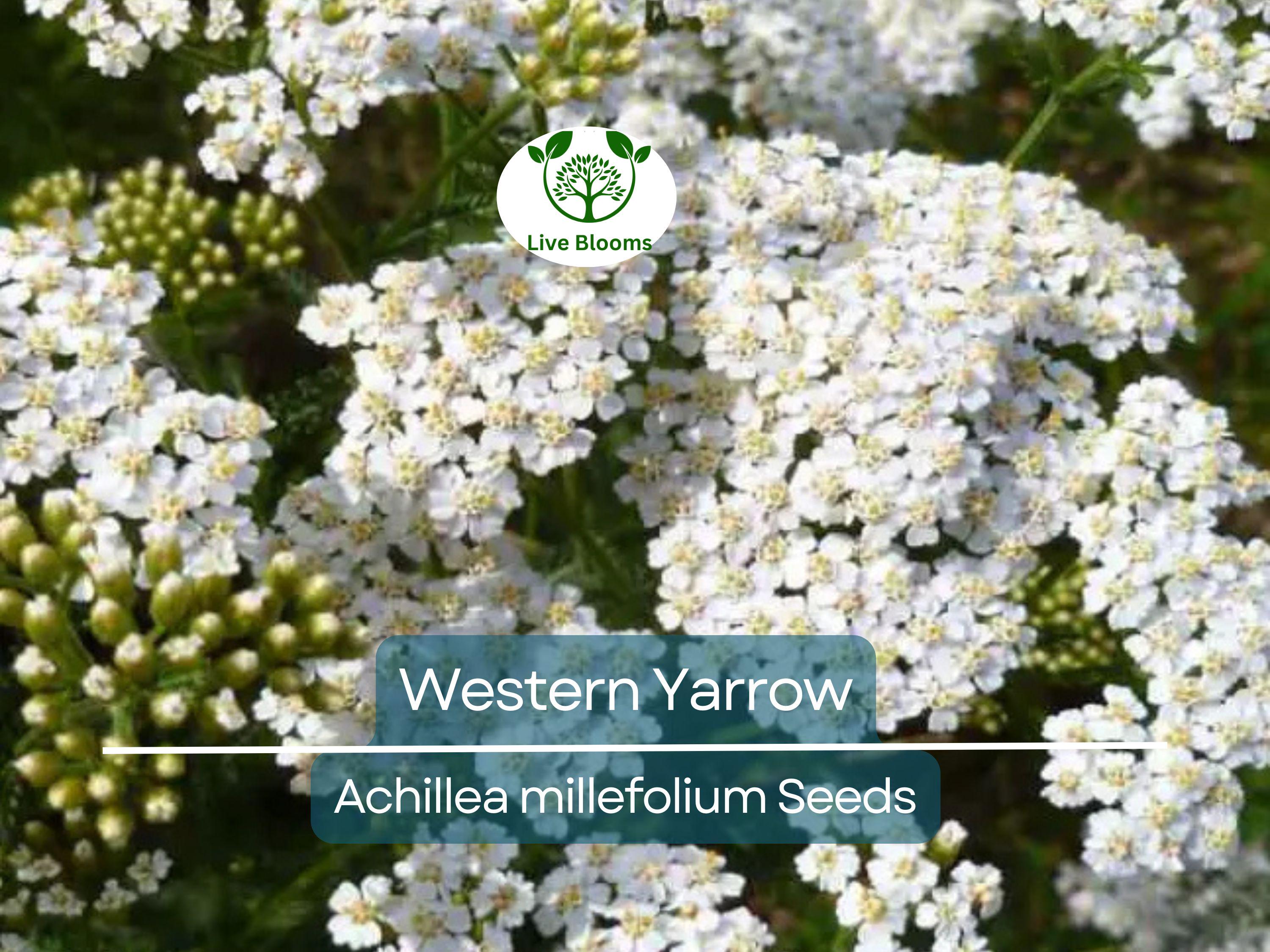 500 Western Yarrow Seeds Achillea millefolium | White Perennial Flowers for Xeriscaping, Dry Areas, Pollinators, Non-GMO