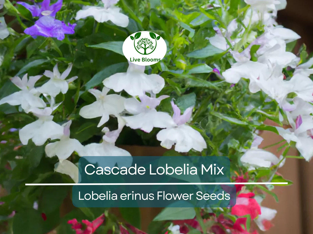 100 Cascade Lobelia Seed Mix, Colorful Trailing Perennial Flowers (Lobelia erinus), Hanging Baskets, Garden, Low-Maintenance, Summer Blooms
