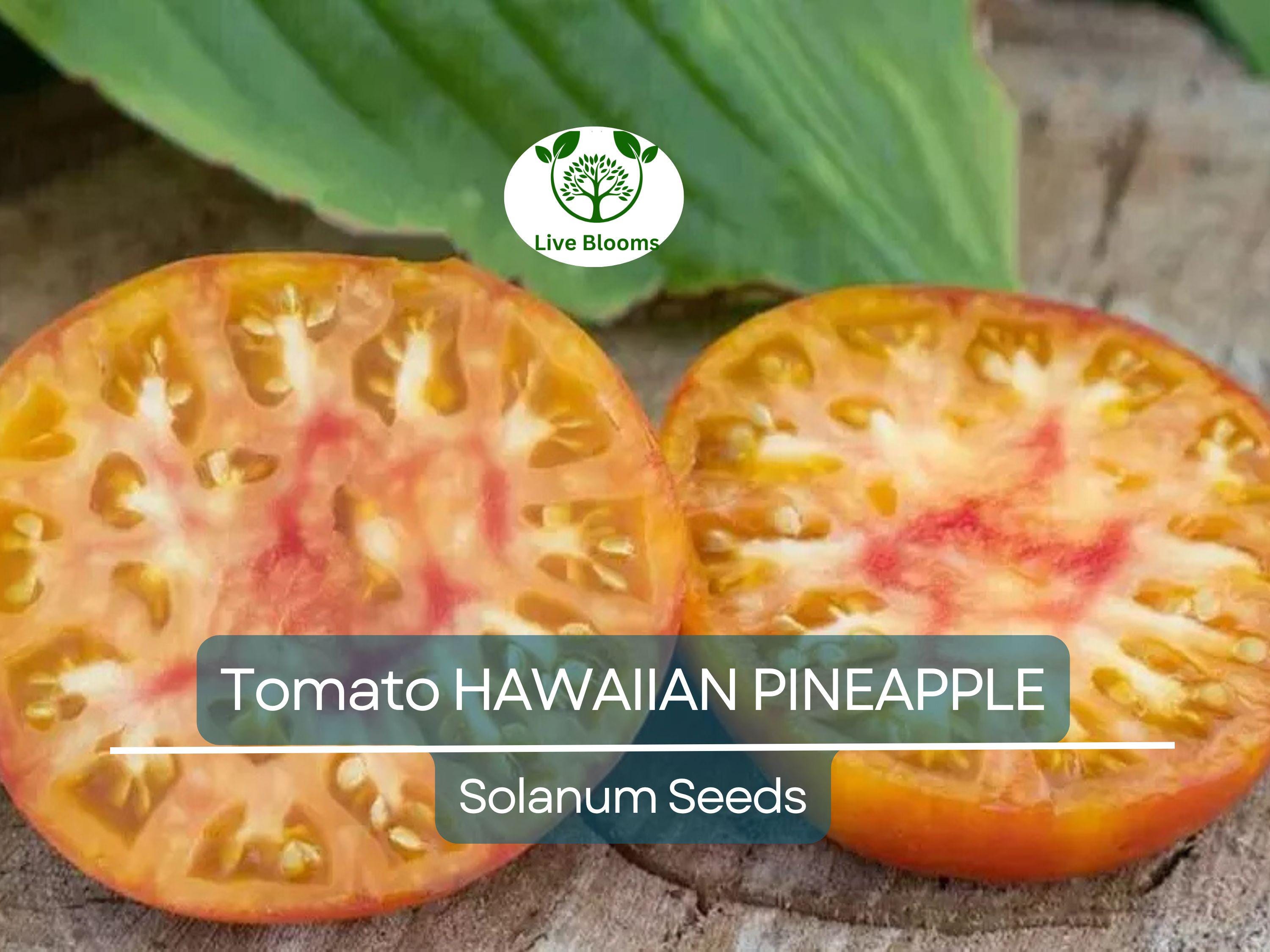 30 Hawaiian Pineapple Tomato Seeds – Heirloom Beefsteak | Lycopersicon esculentum | Indeterminate | Non-GMO Sweet Bicolor Fruit