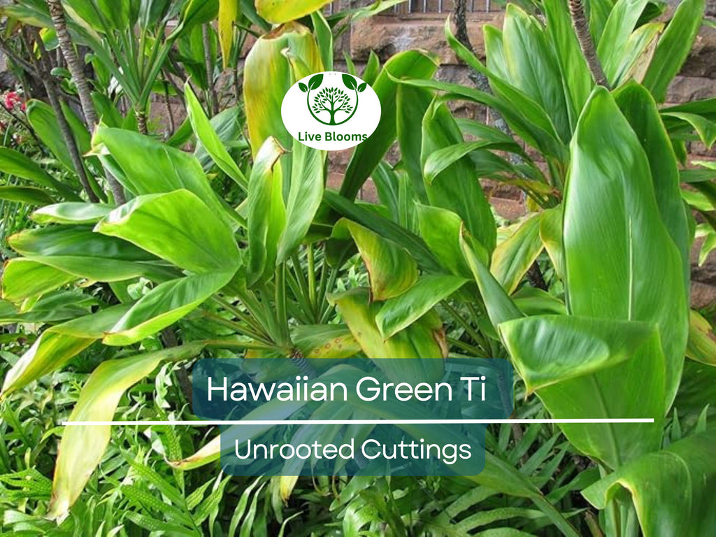 10 Hawaiian Green Ti Leaf Fresh Cuttings - 6" Starter Logs - Cordyline fruticosa, Tropical Plant, Ornamental, Easy to Grow, Exotic Plant