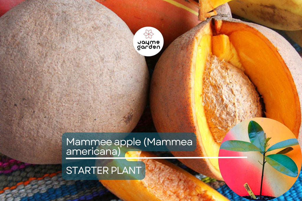 Mamme Apple Tree (Mammea americana) Live Fruit Tree 12”-24” | Grafted for Superior Growth, Exotic Tropical Flavor