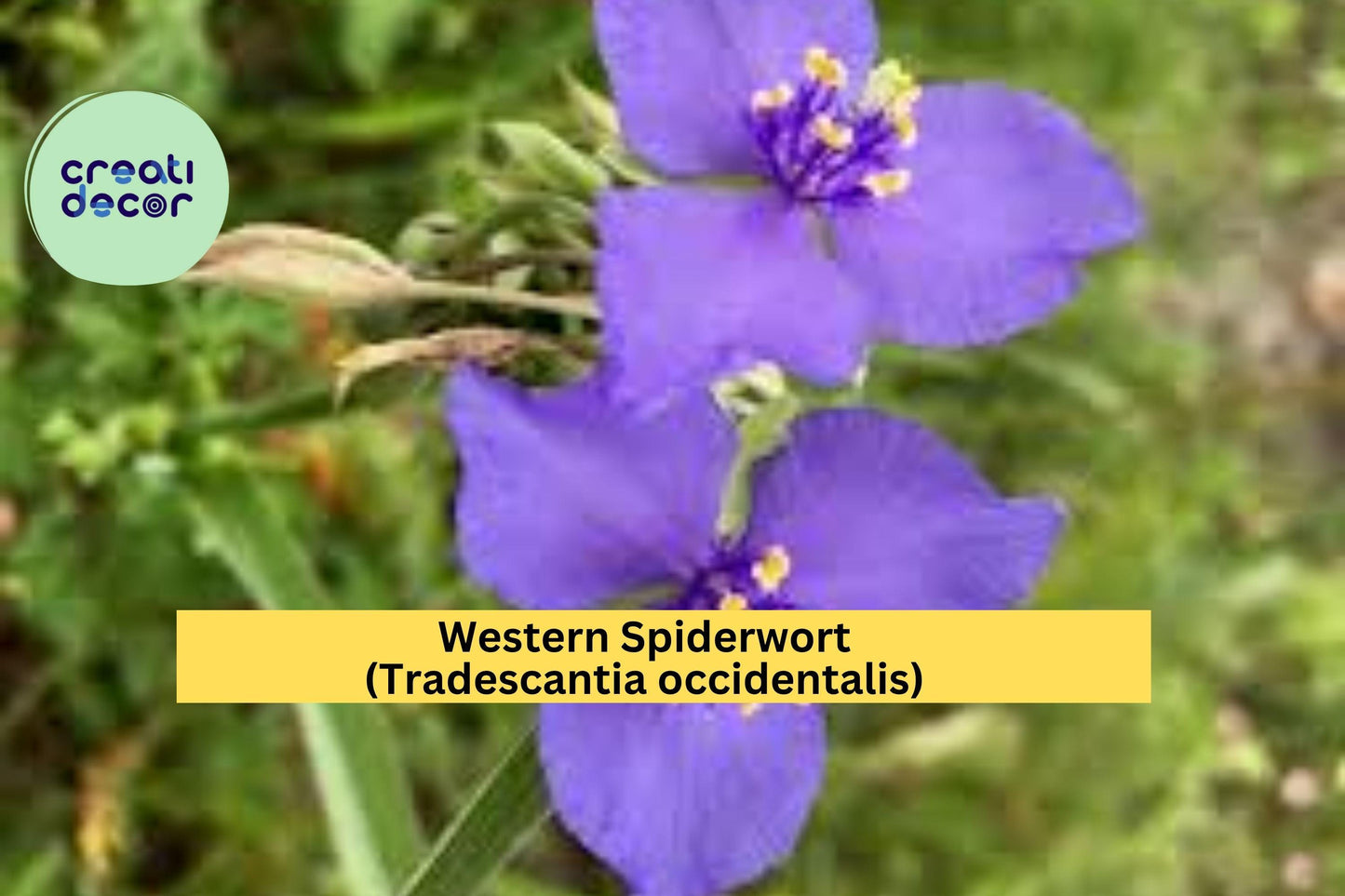 Western Spiderwort Seeds – Tradescantia occidentalis – 100 Seeds – Native Wildflower Perennial for Prairie & Pollinator Gardens