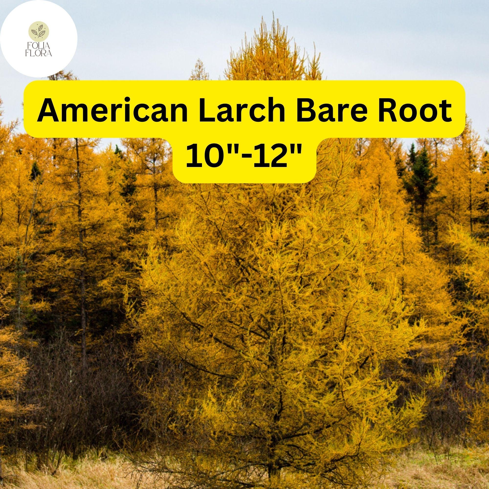 1 American Larch Tree, Live Bare Root Plant, Larix laricina, Hardy Deciduous Conifer for Landscaping