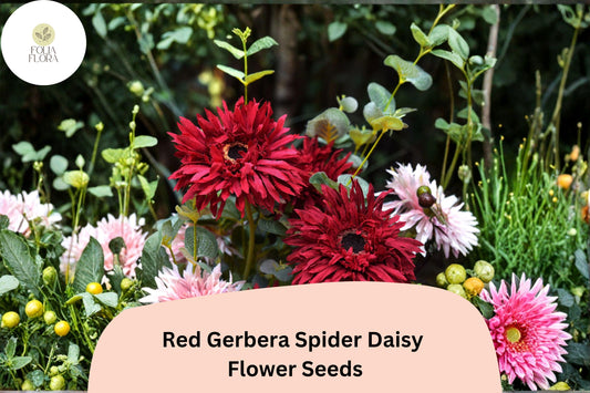 50+ Red Gerbera Spider Daisy Seeds | Gerbera jamesonii | Unique Petal Blooms | Vibrant Garden Flower Seeds