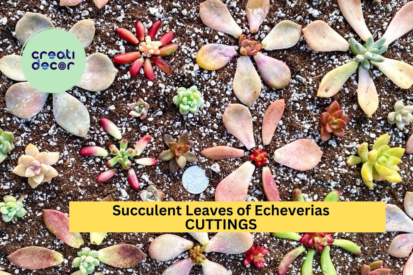 50 Succulent Leaves + 5 Cuttings – Mixed Types Including Echeveria, Sedum & More – Propagation Starter Set – Great Variety – USA