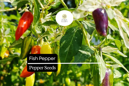 20 Fish Pepper Seeds – Heirloom, Striped Spicy Chili, Non-GMO, High-Yield Capsicum annuum