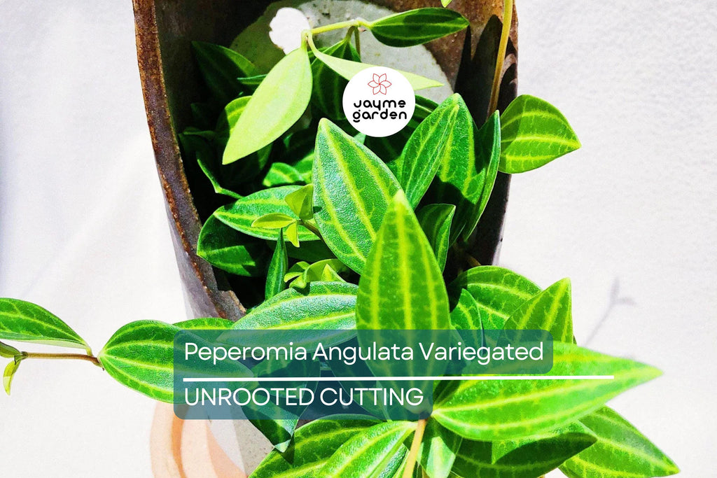 Peperomia Funky Frog Cuttings - Variegated Beetle Radiator Plant, Pet-Friendly, Easy Care Houseplant, 4" Unrooted, Perfect for Beginners