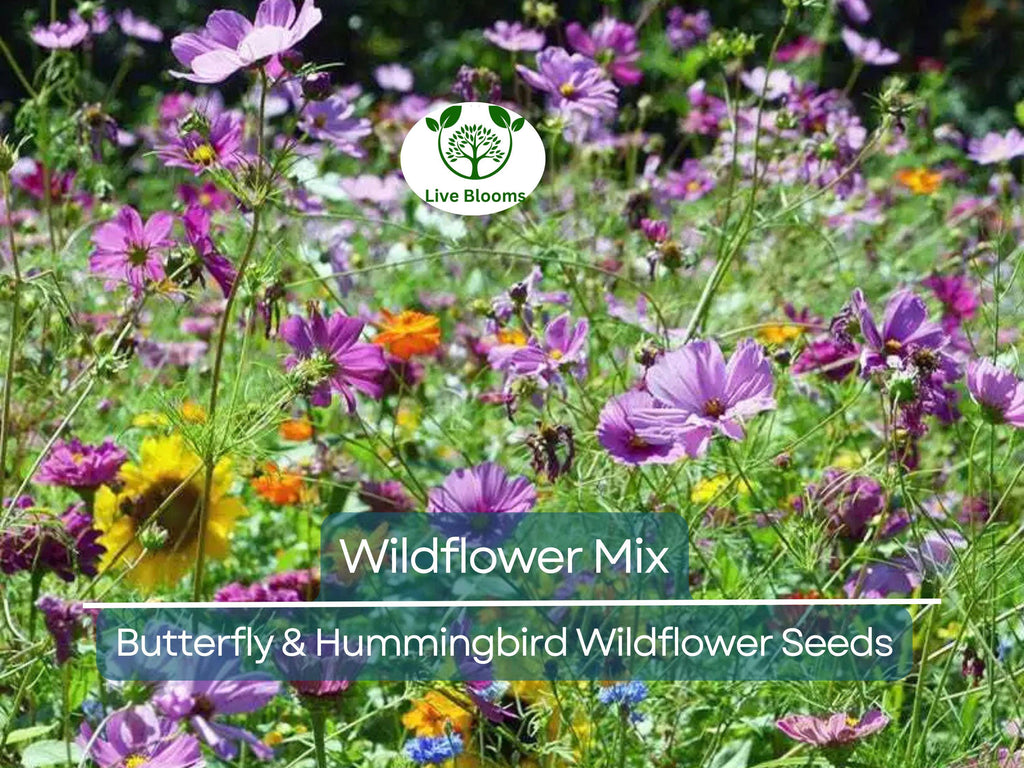 1000 Seeds Wildflower Mix Butterfly & Hummingbird - Heirloom, Non-GMO, Pollinator-Friendly, Attracts Bees, Butterflies, and Hummingbirds