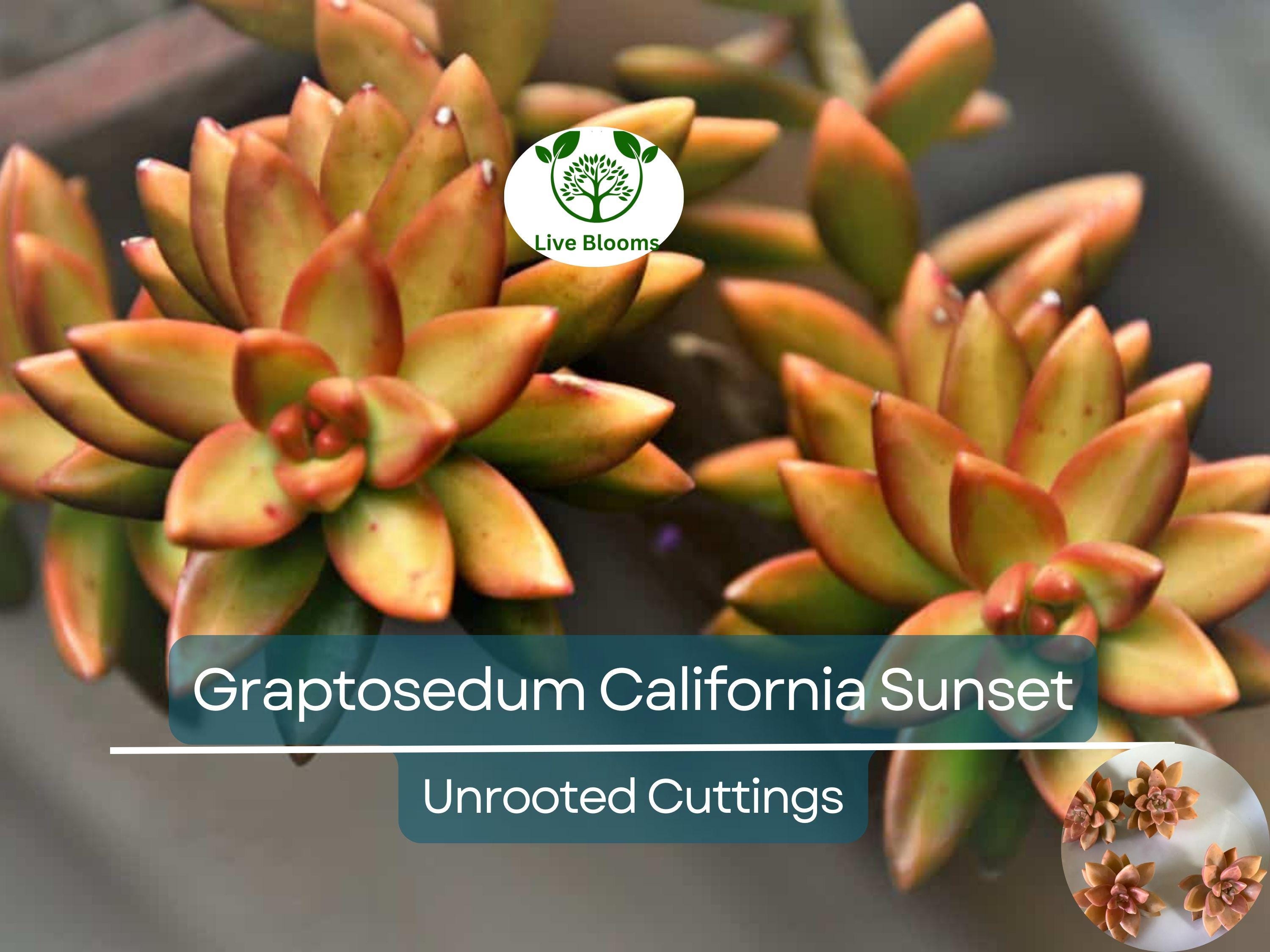 4 GraptoSedum "California Sunset" Unrooted Cuttings - 2-3” Succulent, Perfect for Propagation, Garden, Containers, and Indoor Decor