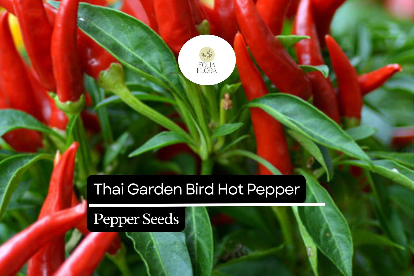 250mg Thai Garden Bird Hot Pepper Seeds Capsicum annuum | Very Hot, Non-GMO, Authentic Thai Cuisine, Spicy Chili for Sauces & Dishes