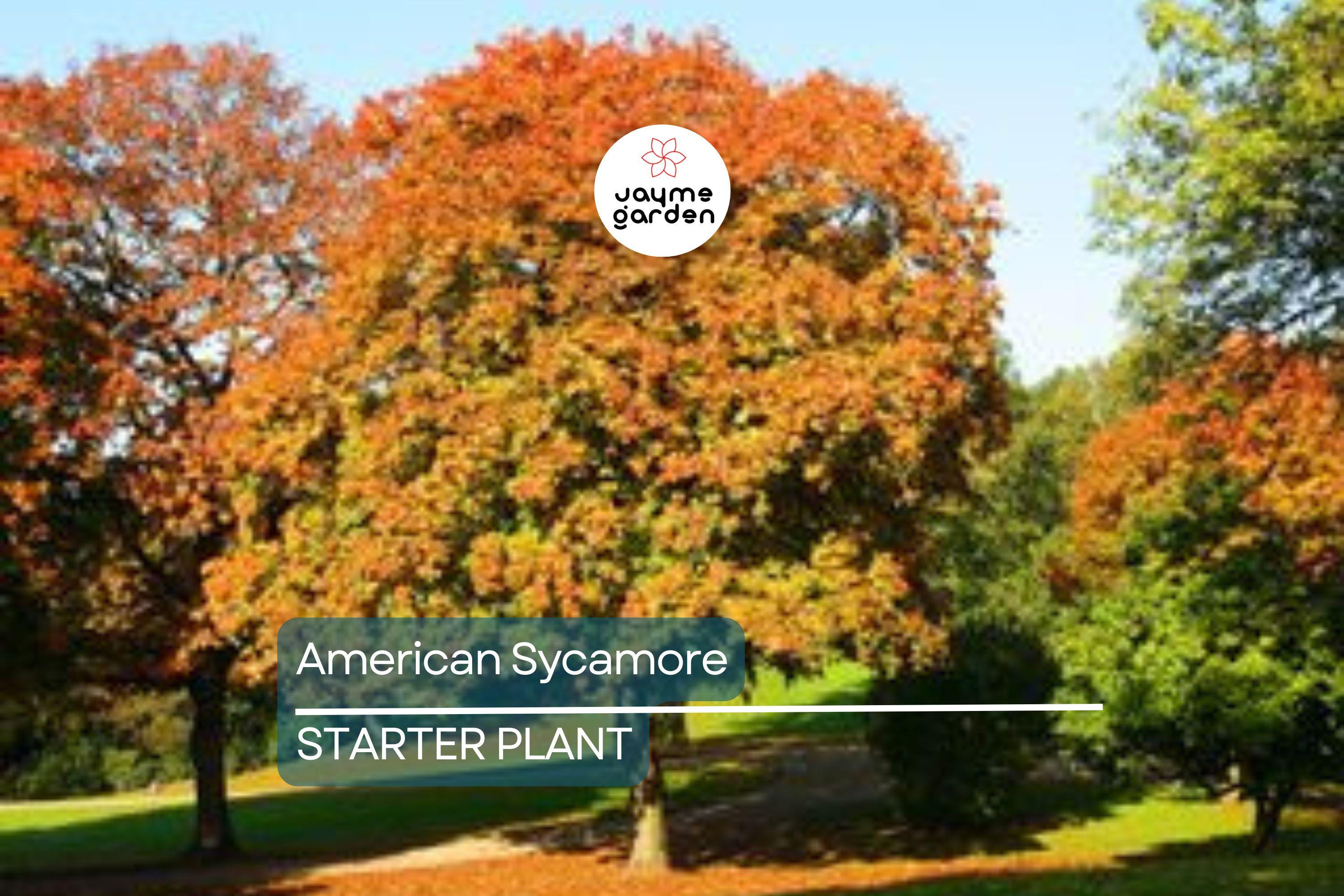 American Sycamore Tree Starter Plant | Live Bare Root | Fast-Growing Shade Tree for Zones 3-9 | 2-3 Feet Tall