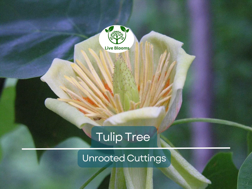 6+ Tulip Tree Unrooted Cuttings | Liriodendron Tulipifera, Fast-Growing, Hardy Deciduous Tree, Ideal for Propagation & Landscaping