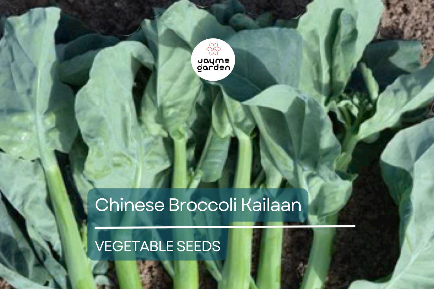 500mg Chinese Broccoli Kailaan Seeds - Open Pollinated Asian Green - Heirloom Non-GMO for Stir-Fries, Soups, & Garden Veggies